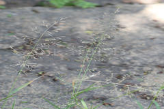 Eragrostis tenuifolia